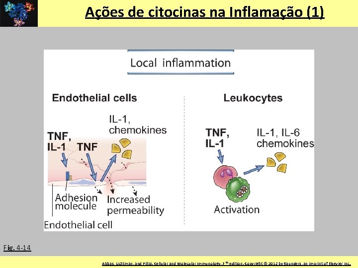 Ações de citocinas na Inflamação (1) Fig. 4 -14 LIM-56 FMUSP © 2011 by