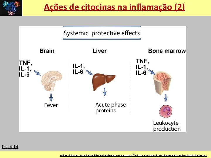 Ações de citocinas na inflamação (2) Fig. 4 -14 LIM-56 FMUSP © 2011 by