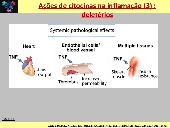 Ações de citocinas na inflamação (3) : deletérios Fig. 4 -14 LIM-56 FMUSP ©