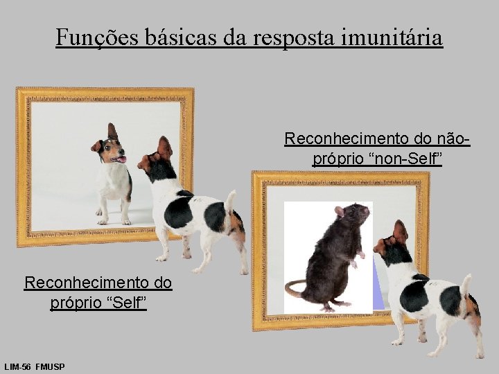 Funções básicas da resposta imunitária Reconhecimento do nãopróprio “non-Self” Reconhecimento do próprio “Self” LIM-56