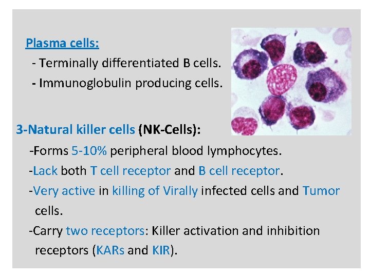 N Plasma cells: - Terminally differentiated B cells. - Immunoglobulin producing cells. 3 -Natural