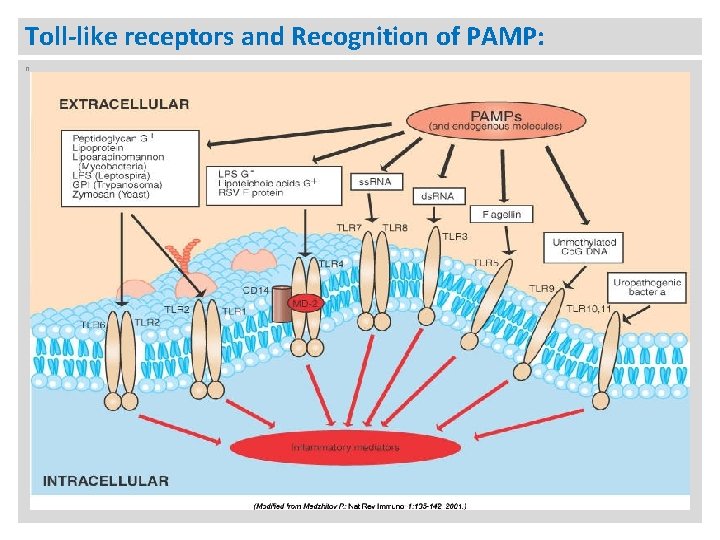 Toll-like receptors and Recognition of PAMP: n 