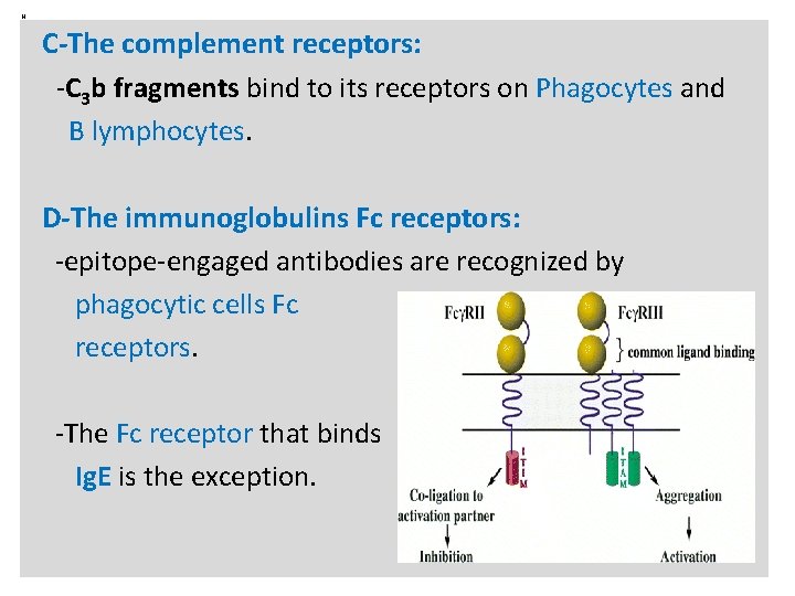 N C-The complement receptors: -C 3 b fragments bind to its receptors on Phagocytes