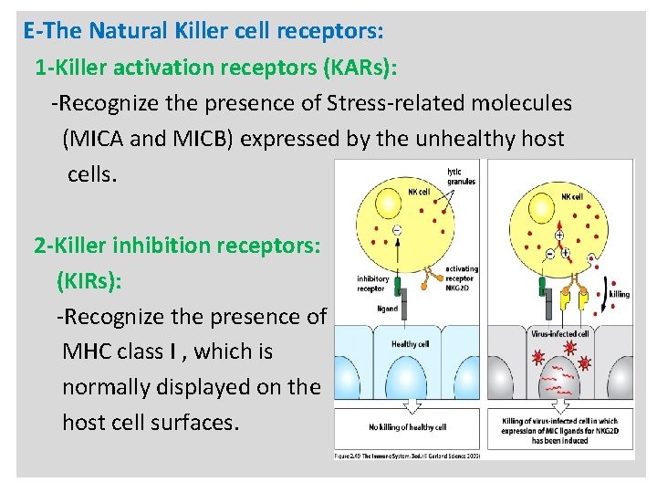 N E-The Natural Killer cell receptors: 1 -Killer activation receptors (KARs): -Recognize the presence