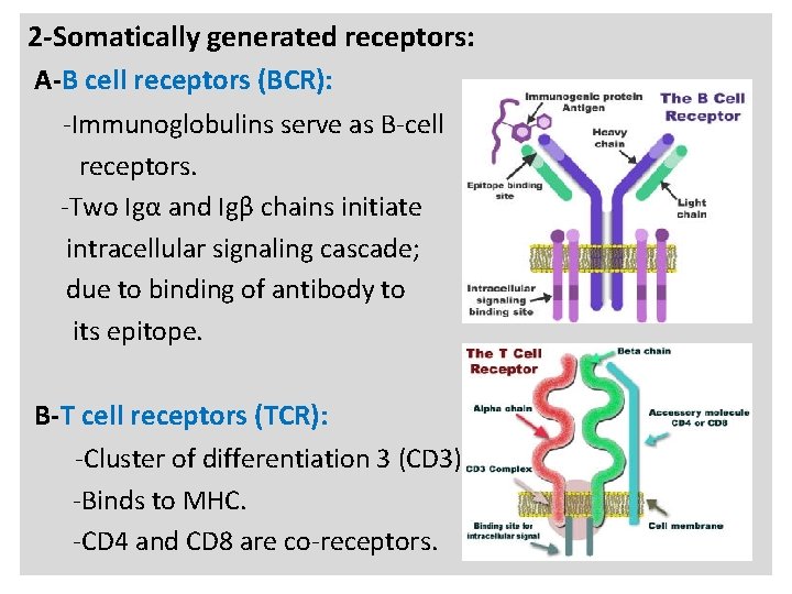 N 2 -Somatically generated receptors: A-B cell receptors (BCR): -Immunoglobulins serve as B-cell receptors.