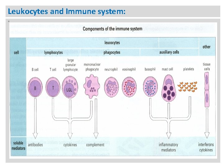 Leukocytes and Immune system: N 