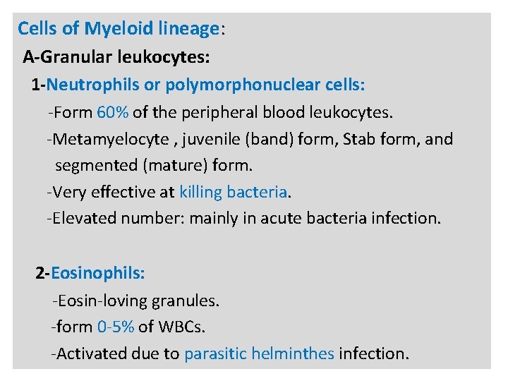 N Cells of Myeloid lineage: A-Granular leukocytes: 1 -Neutrophils or polymorphonuclear cells: -Form 60%