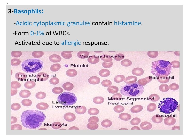 N 3 -Basophils: -Acidic cytoplasmic granules contain histamine. -Form 0 -1% of WBCs. -Activated