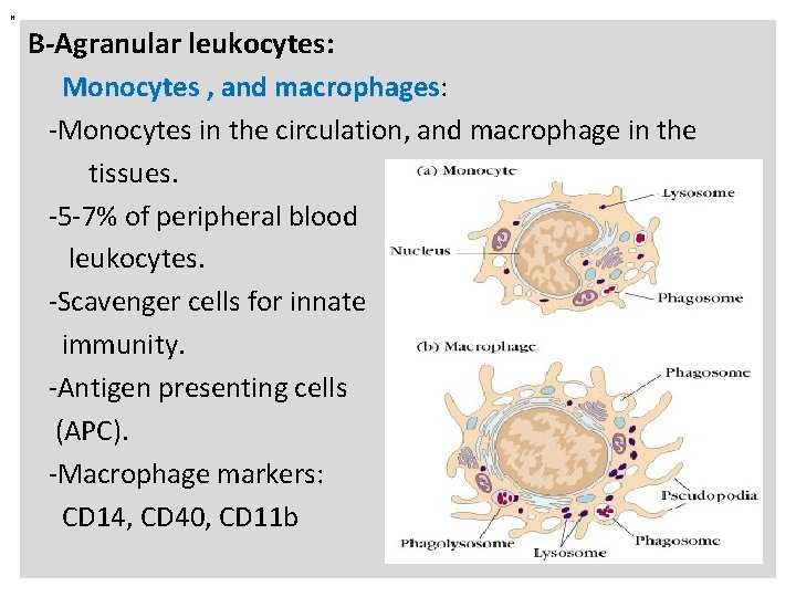 N B-Agranular leukocytes: Monocytes , and macrophages: -Monocytes in the circulation, and macrophage in