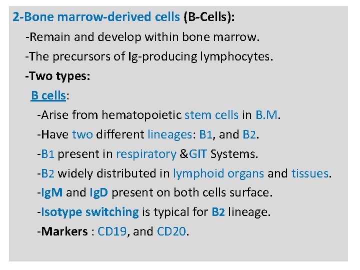 N 2 -Bone marrow-derived cells (B-Cells): -Remain and develop within bone marrow. -The precursors