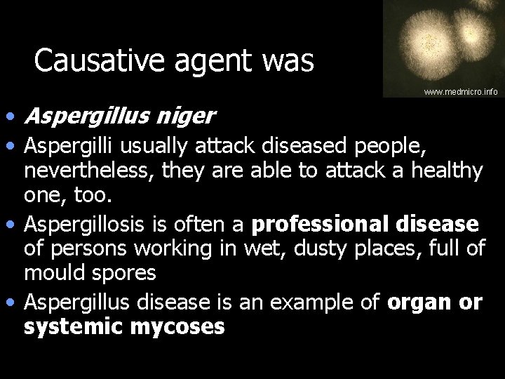 Causative agent was www. medmicro. info • Aspergillus niger • Aspergilli usually attack diseased