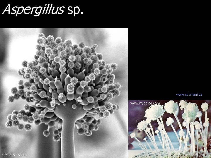 Aspergillus sp. www. sci. muni. cz www. mycolog. com 129. 215. 156. 68 