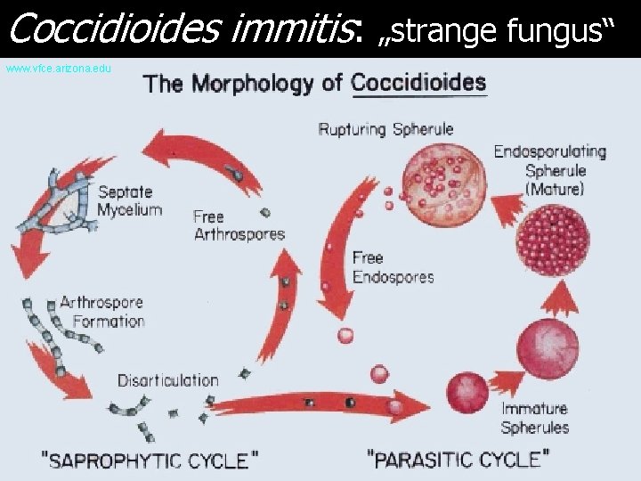 Coccidioides immitis: „strange fungus“ www. vfce. arizona. edu 