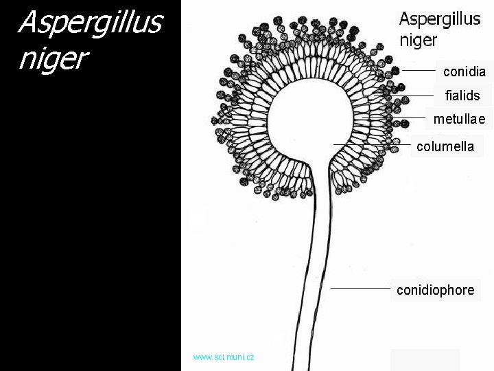 Aspergillus niger conidia fialids metullae columella conidiophore www. sci. muni. cz 