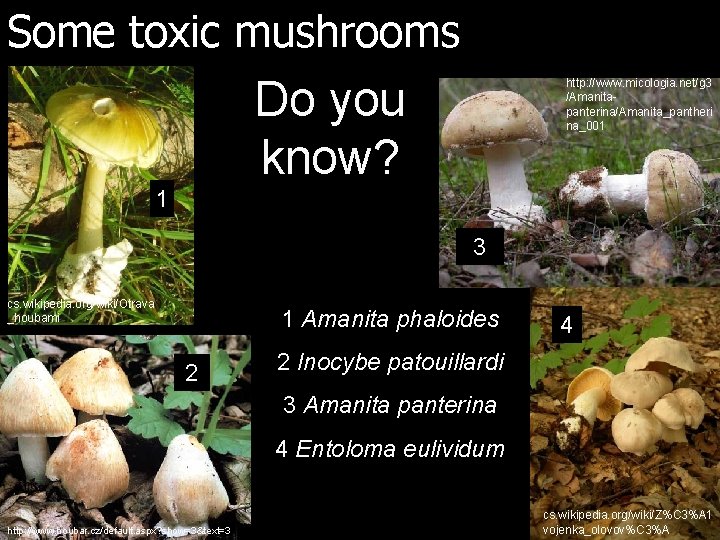 Some toxic mushrooms Do you know? http: //www. micologia. net/g 3 /Amanitapanterina/Amanita_pantheri na_001 1