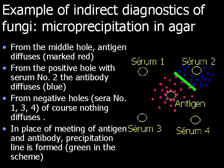 Example of indirect diagnostics of fungi: microprecipitation in agar • From the middle hole,