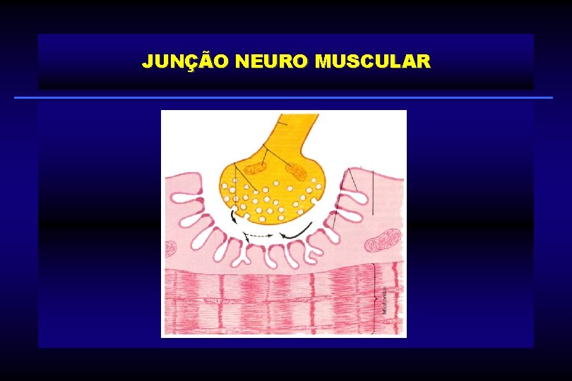 JUNÇÃO NEURO MUSCULAR 