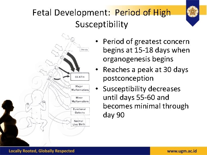 Fetal Development: Period of High Susceptibility • Period of greatest concern begins at 15