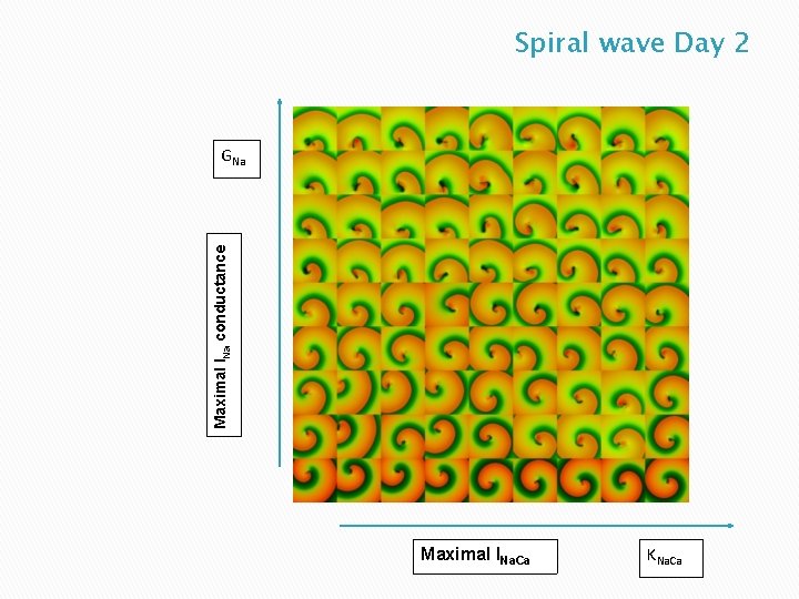 Spiral wave Day 2 Maximal INa conductance GNa Maximal INa. Ca KNa. Ca 