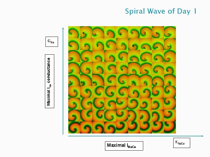 Spiral Wave of Day 1 Maximal INa conductance GNa Maximal INa. Ca KNa. Ca