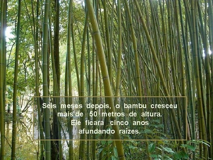 Seis meses depois, o bambu cresceu mais de 50 metros de altura. Ele ficara
