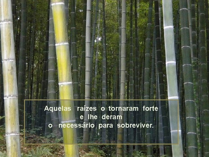 Aquelas raízes o tornaram forte e lhe deram o necessário para sobreviver. 