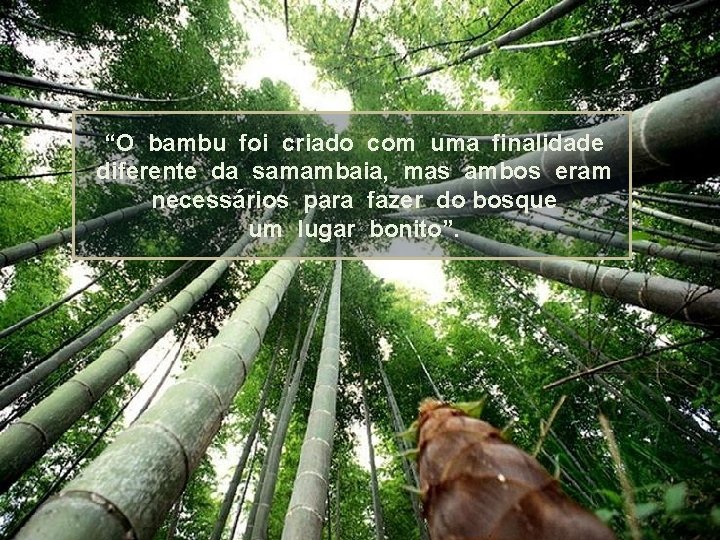 “O bambu foi criado com uma finalidade diferente da samambaia, mas ambos eram necessários