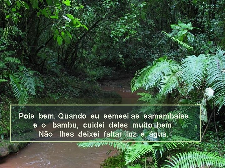 Pois bem. Quando eu semeei as samambaias e o bambu, cuidei deles muito bem.