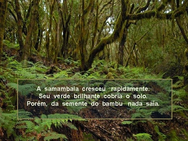 A samambaia cresceu rapidamente. Seu verde brilhante cobria o solo. Porém, da semente do