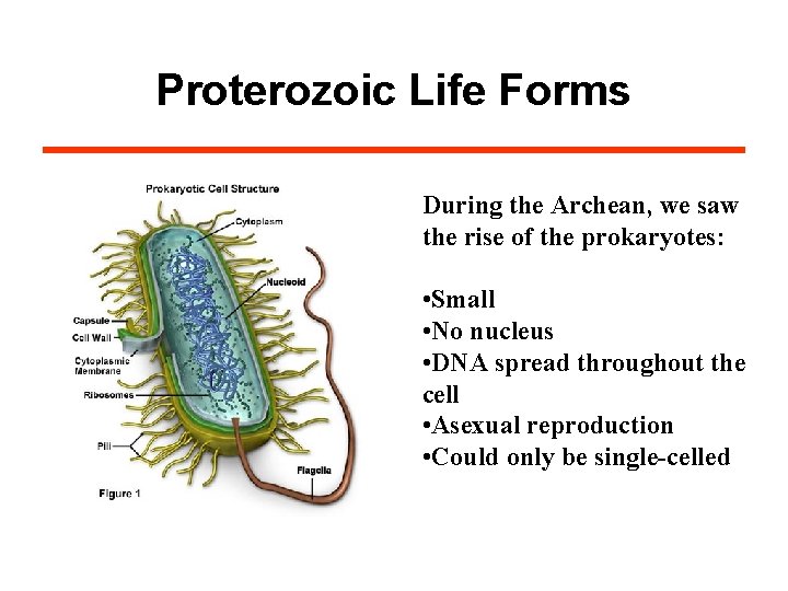 Proterozoic Life Forms During the Archean, we saw the rise of the prokaryotes: •