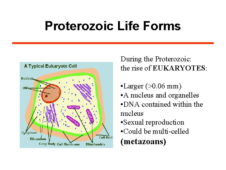 Proterozoic Life Forms During the Proterozoic: the rise of EUKARYOTES: • Larger (>0. 06