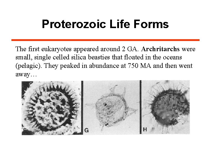 Proterozoic Life Forms The first eukaryotes appeared around 2 GA. Archritarchs were small, single