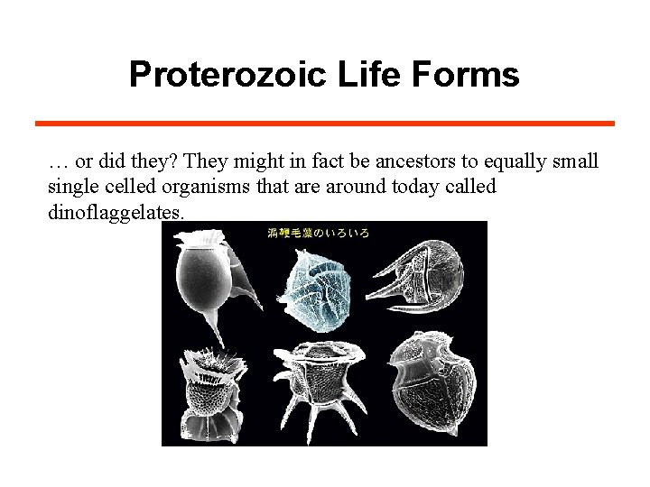 Proterozoic Life Forms … or did they? They might in fact be ancestors to