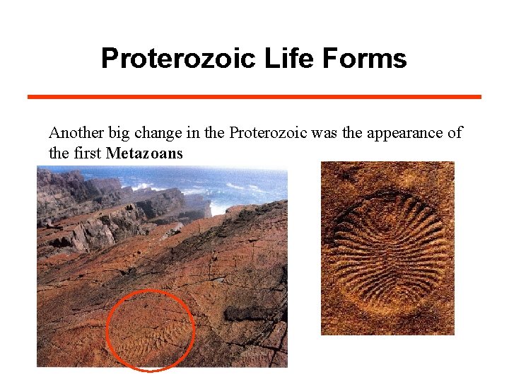 Proterozoic Life Forms Another big change in the Proterozoic was the appearance of the