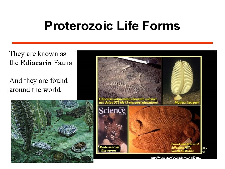 Proterozoic Life Forms They are known as the Ediacarin Fauna And they are found