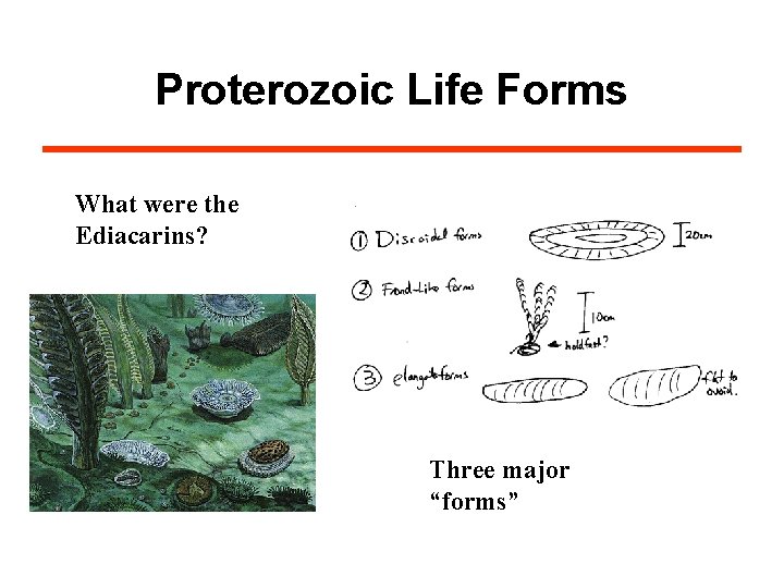 Proterozoic Life Forms What were the Ediacarins? Three major “forms” http: //www. cartage. org.