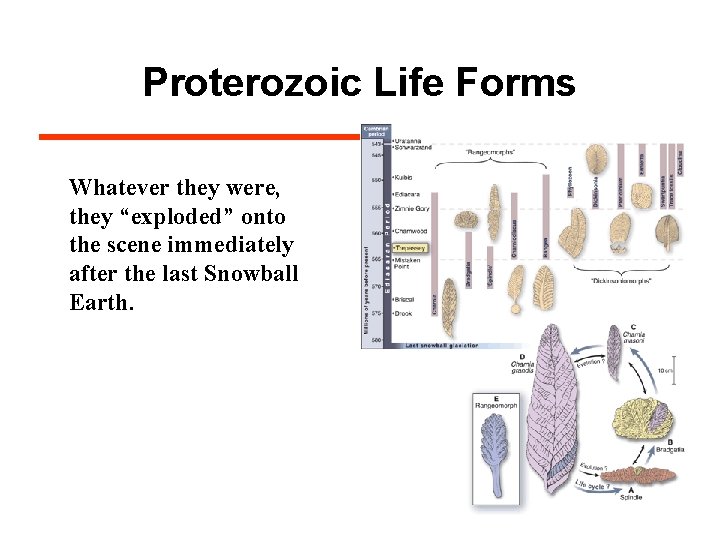 Proterozoic Life Forms Whatever they were, they “exploded” onto the scene immediately after the