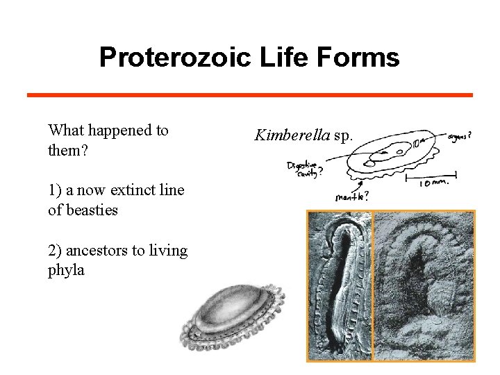 Proterozoic Life Forms What happened to them? Kimberella sp. 1) a now extinct line