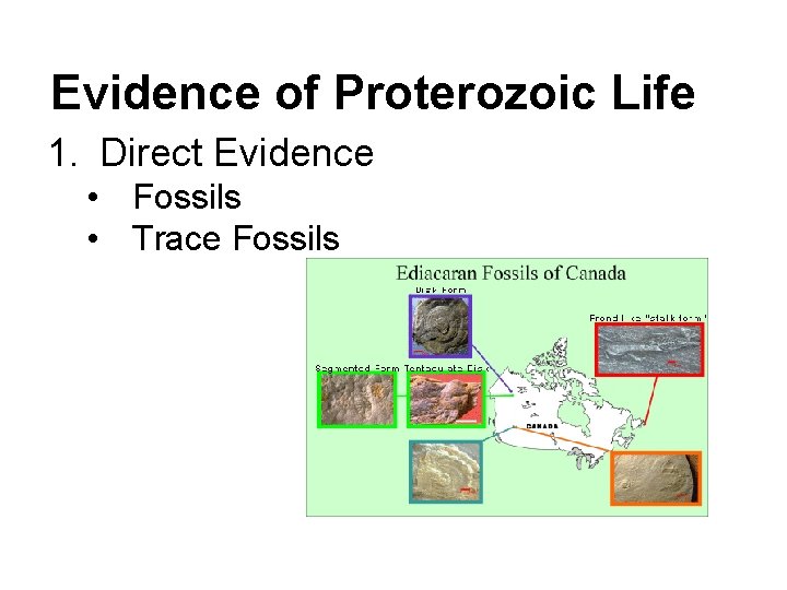 Evidence of Proterozoic Life 1. Direct Evidence • Fossils • Trace Fossils 