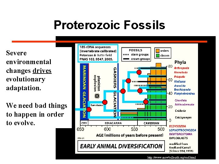 Proterozoic Fossils Severe environmental changes drives evolutionary adaptation. We need bad things to happen