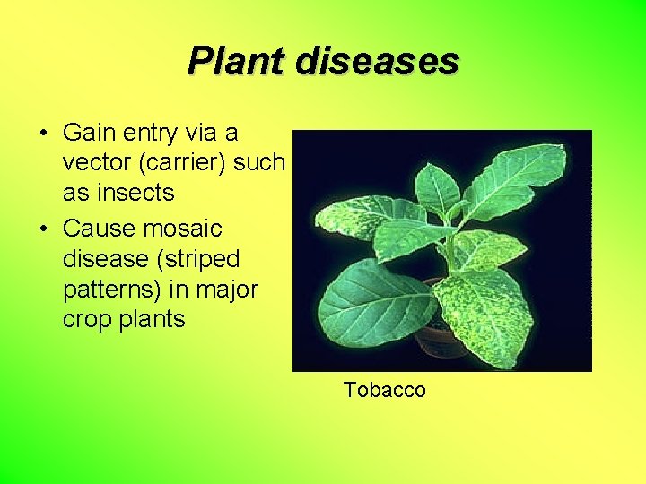 Plant diseases • Gain entry via a vector (carrier) such as insects • Cause
