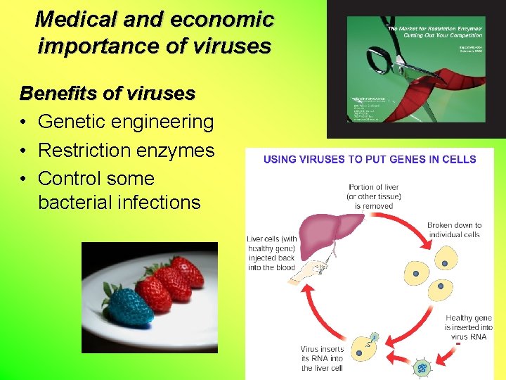 Medical and economic importance of viruses Benefits of viruses • Genetic engineering • Restriction