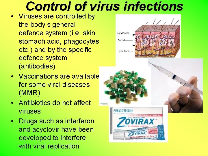 Control of virus infections • Viruses are controlled by the body’s general defence system