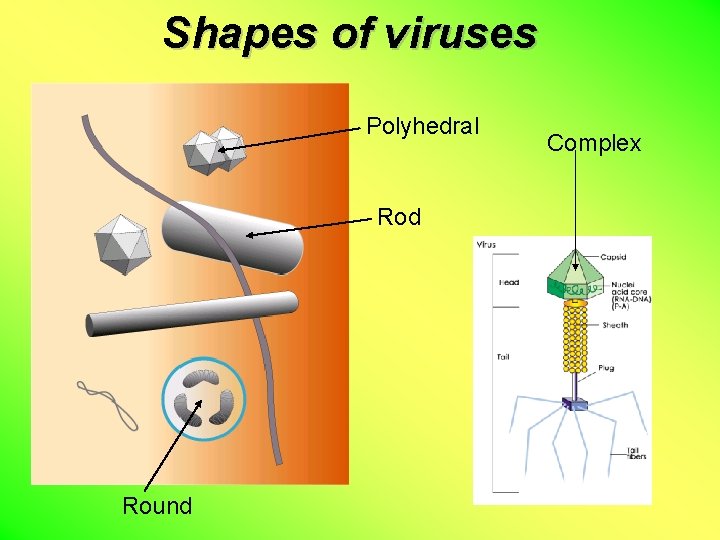 Shapes of viruses Polyhedral Rod Round Complex 