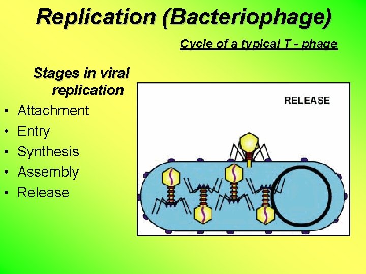 Replication (Bacteriophage) Cycle of a typical T - phage • • • Stages in