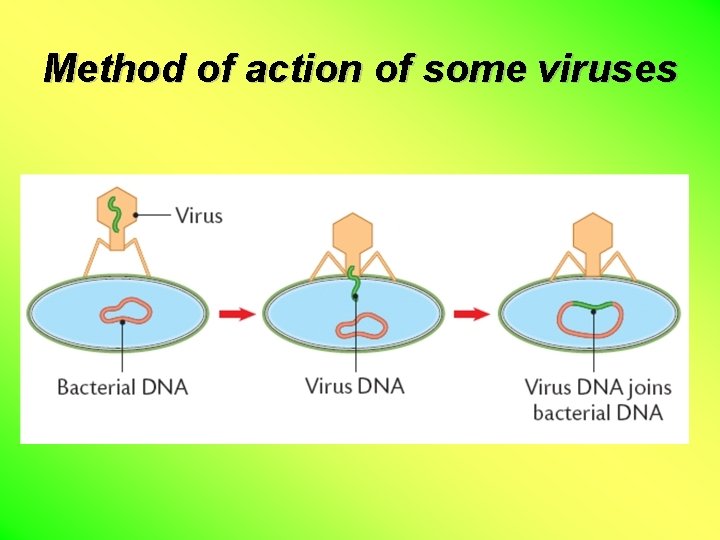 Method of action of some viruses 