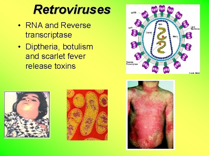 Retroviruses • RNA and Reverse transcriptase • Diptheria, botulism and scarlet fever release toxins