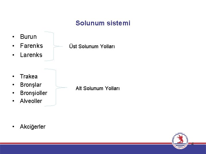 Solunum sistemi • Burun • Farenks • Larenks • • Trakea Bronşlar Bronşioller Alveoller