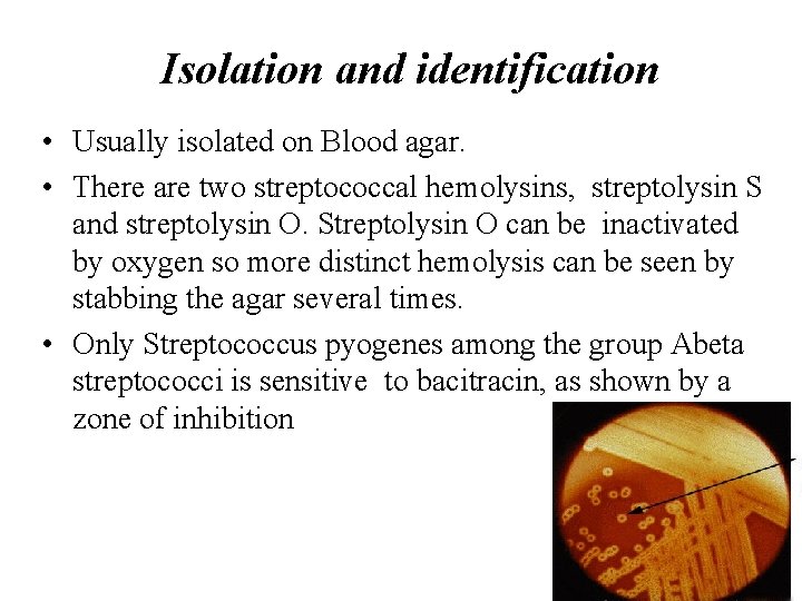 Isolation and identification • Usually isolated on Blood agar. • There are two streptococcal