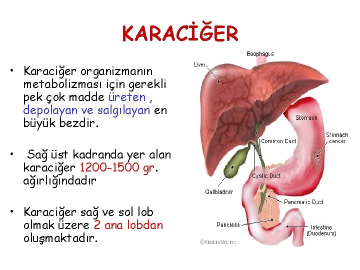 KARACİĞER • Karaciğer organizmanın metabolizması için gerekli pek çok madde üreten , depolayan ve